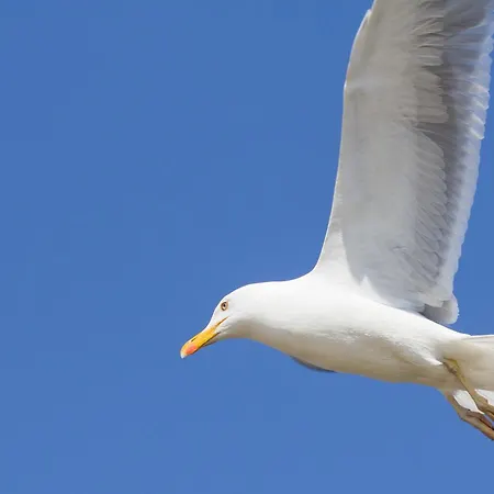 Jantar - Osiedle Navigator *